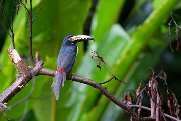 The collared aracari or collared aracari, Pteroglossus torquatus, on the branch