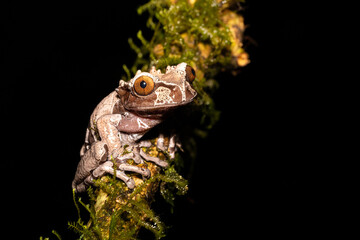 Triprion spinosus, the spiny-headed tree frog, coronated treefrog, crowned hyla.