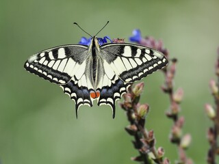 Swallowtail butterfly on a flowering plant.