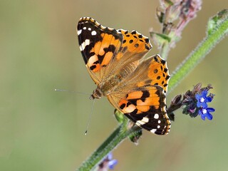 Obraz premium Vibrant butterfly on a flowering plant