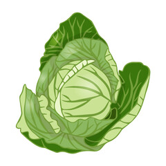 Cabbage head in flat style. Vector illustration isolated on white background.