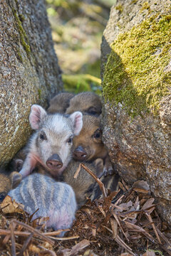 wild boar group in the forest