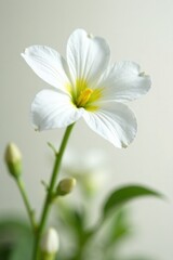 Fototapeta premium Delicate white petals of Linaria Pelisseriana flower, Sardinia, plant