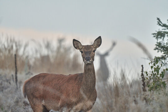 Red deer calb with deer in the backround