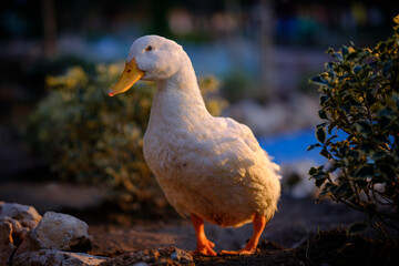 A white duck stands on rocky ground, bathed in warm golden light. Its bright orange feet contrast with the earthy tones, while a blurred background of plants and water adds depth to the peaceful scene