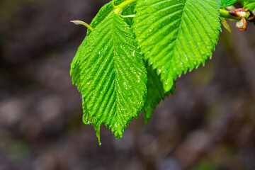 Bright green hornbeam tree leaves in front of the sky. Forest nature background