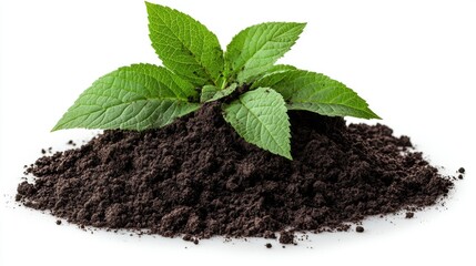 Green Plant Growing in Fresh Soil on White Background for Nature