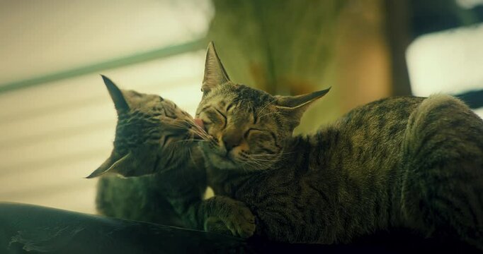Cute Indian Kitten Sitting Calmly