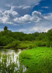 Lush green forest with a river running through it