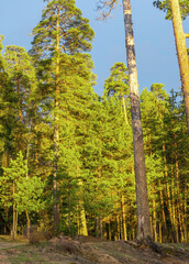 Forest with trees in the foreground and background