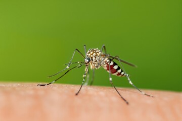 Fototapeta premium Closeup of Aedes albopictus Mosquito on Human Skin