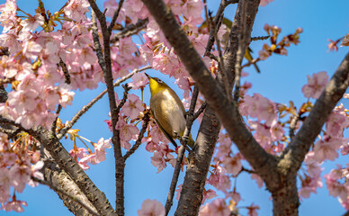 春爛漫のメジロと桜