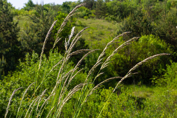 In the meadow among wild grasses in the pasture grows Poa