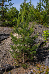 Small pine tree. small green spruce grows on a stone against the background of the forest. coniferous plants germinate in unfavorable conditions