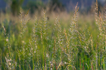 Calamagrostis arundinacea is a species of bunch grass in the family Poaceae, native to Eurasia,...