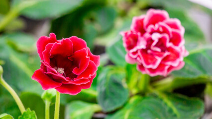 Sinningia speciosa (Gloksinia, Brazilian gloxinia). Sinningia speciosa, sometimes known in the horticultural trade as gloxinia