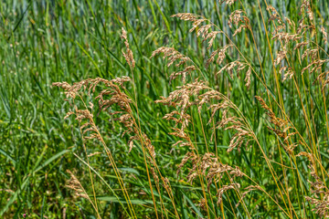 Poa trivialis rough bluegrass, rough-stalked meadow-grass or rough meadow-grass, is perennial plant regarded in US as ornamental plant. It is part of grass family