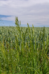 Bromegrass seed heads with blurry background. Bromus is a large genus of grasses, classified as Bromeae. They are commonly known as bromes, brome grasses, cheat grasses or chess grasses