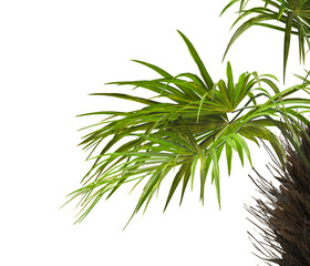 corner palm Tree branch isolated on white background. also known as the Rhapidophyllum hystrix, European fan palm, Phoenix roebelenii, dwarf date palm, pygmy date palm, robellini palm, needle palm.