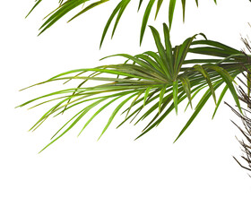 Obraz premium corner palm Tree branch isolated on white background. also known as the Rhapidophyllum hystrix, European fan palm, Phoenix roebelenii, dwarf date palm, pygmy date palm, robellini palm, needle palm.