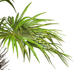 corner palm Tree branch isolated on white background. also known as the Rhapidophyllum hystrix, European fan palm, Phoenix roebelenii, dwarf date palm, pygmy date palm, robellini palm, needle palm.