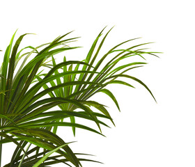 corner palm Tree branch isolated on white background. also known as the Rhapidophyllum hystrix, European fan palm, Phoenix roebelenii, dwarf date palm, pygmy date palm, robellini palm, needle palm.