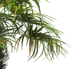 corner palm Tree branch isolated on white background. also known as the Rhapidophyllum hystrix, European fan palm, Phoenix roebelenii, dwarf date palm, pygmy date palm, robellini palm, needle palm.