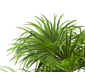 corner palm Tree branch isolated on white background. also known as the Rhapidophyllum hystrix, European fan palm, Phoenix roebelenii, dwarf date palm, pygmy date palm, robellini palm, needle palm.