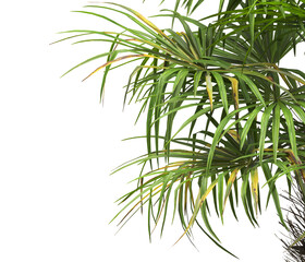 corner palm Tree branch isolated on white background. also known as the Rhapidophyllum hystrix, European fan palm, Phoenix roebelenii, dwarf date palm, pygmy date palm, robellini palm, needle palm.