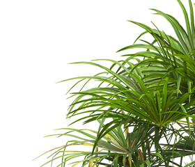 Fototapeta premium corner palm Tree branch isolated on white background. also known as the Rhapidophyllum hystrix, European fan palm, Phoenix roebelenii, dwarf date palm, pygmy date palm, robellini palm, needle palm.