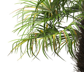 corner palm Tree branch isolated on white background. also known as the Rhapidophyllum hystrix, European fan palm, Phoenix roebelenii, dwarf date palm, pygmy date palm, robellini palm, needle palm.
