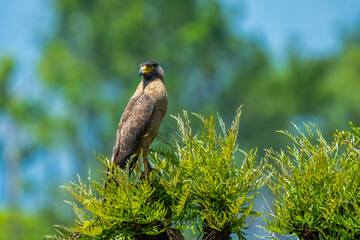 Serpent Eagle, a powerful predator perching on  silver oak tree, shot from Munnar Kerala