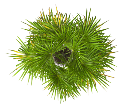 top view of palm Tree isolated on white background. also known as the Rhapidophyllum hystrix, European fan palm, Phoenix roebelenii, dwarf date palm, pygmy date palm, robellini palm, needle palm.