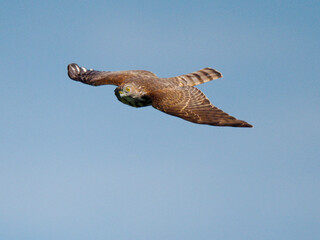 Juvenile Shikra [sparrowhawk] soaring at Khao Dinsor, Chumphon Thailand. 