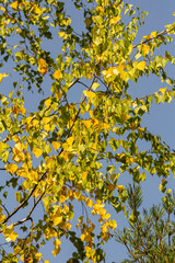 A branch with yellow birch leaves. Autumn background featuring yellow foliage