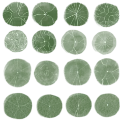 Gardinen set of tree top view for landscape plan and architecture element. Trees plan  © tanpimon