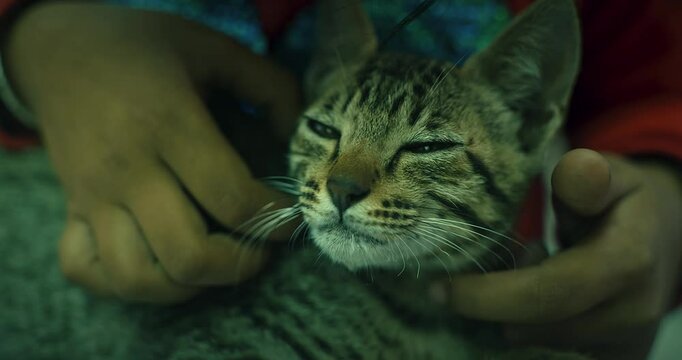 Cute Indian Kitten Sitting Calmly