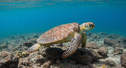 Obraz premium A Stunning Photo of a Sea Turtle Swimming Gracefully in the Crystal-Clear Waters of the Galápagos Islands, Showcasing Its Natural Beauty and Serene Ocean Habitat