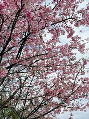 A full-frame cherry blossom tree against a blue sky during the daytime P. transarisanensis
