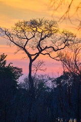 A flooded African landscape bathed in the golden hues of a breathtaking sunset reminds us of life's contrasts.Beauty in adversity, calm amidst turmoil.