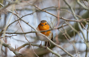 Close up of tame robin bird perched on a tree branch, photographed at the, London Wetland Centre in Barnes, West London, UK.
