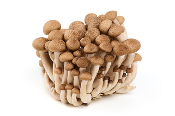 Fresh Brown Beech Mushrooms, Isolated on White Background.