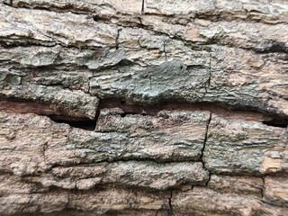 old bark with a rough texture and cracks due to weather and age