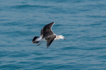 Black-backed gull flying over the sea