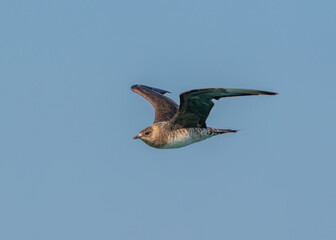Parasitic and Pomarine jaeger flying in the sea
