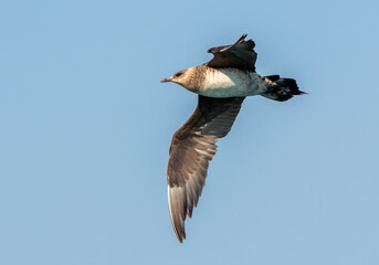 Parasitic and Pomarine jaeger flying in the sea