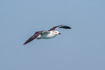 Black-backed gull flying over the sea