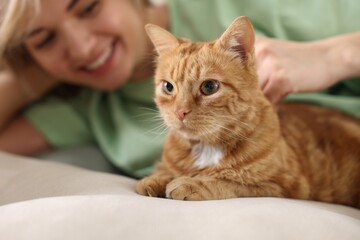 Woman stroking cute ginger cat on sofa at home, selective focus