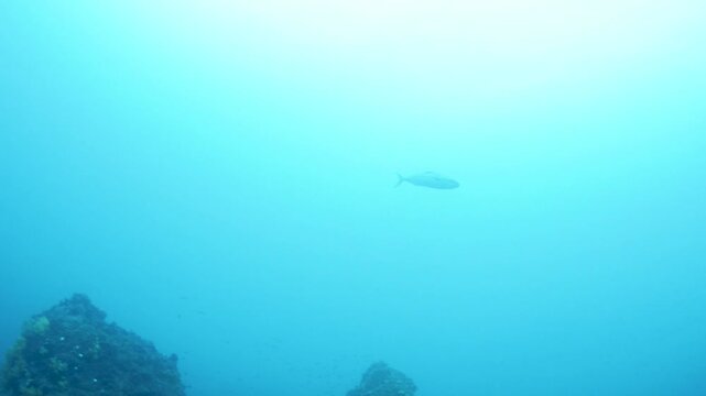 Japanese amberjack swimming like a submarine
