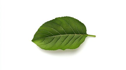 Obraz premium Single Green Leaf on White Background with Veins and Texture Detail